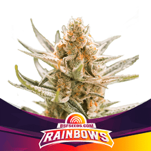  BSF Seeds - Rainbows