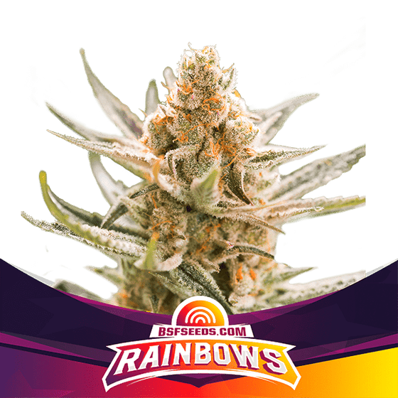 BSF Seeds - Rainbows