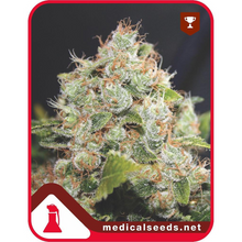  Medical Seeds - Sour Diesel