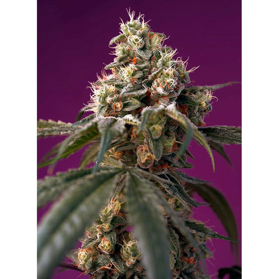 Sweet Seeds - Bruce Banner Auto