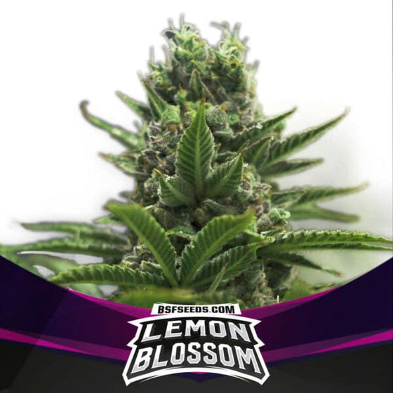 BSF Seeds - Lemon Blossom
