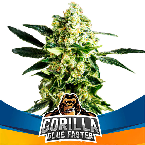 BSF Seeds - Gorilla Glue Faster