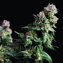  Pyramid Seeds - Purple Urkle