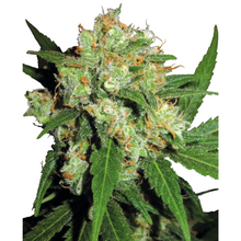  Sensi Seeds - Sensi Skunk