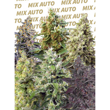  Sweet Seeds - Sweet Mix Auto 10 Unidades