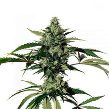  Medical Marijuana - Hiydrow (HY-1) CBD