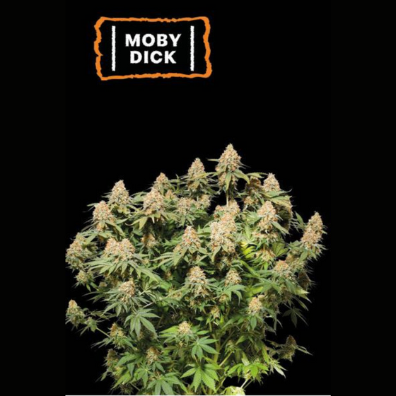 Seed Stockers - Moby Dick