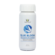  Quemanta - Blue Bloom