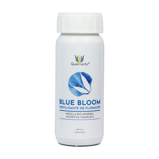 Quemanta - Blue Bloom