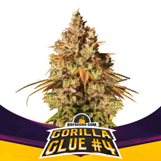 BSF Seeds - Gorilla Glue #4