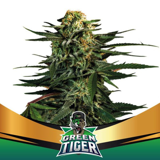 BSF Seeds - Green Tiger
