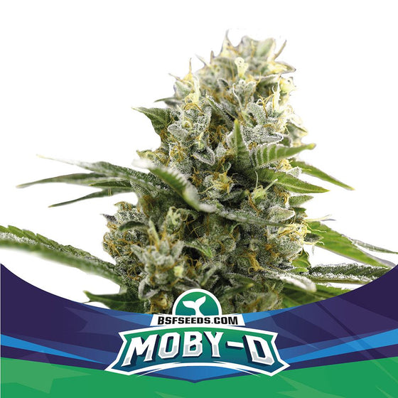 BSF Seeds - Moby-D XXL
