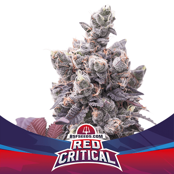 BSF SEEDS - Red Critical Auto