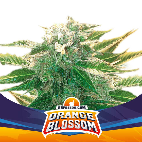 BSF Seeds - Orange Blossom XXL