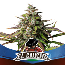  BSF Seeds - El Gaucho