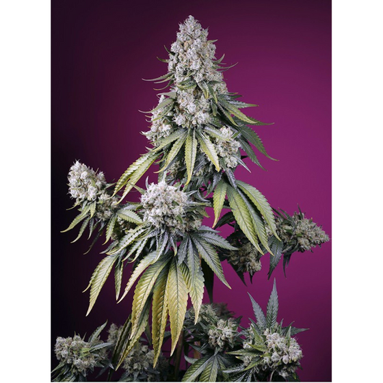 Sweet Seeds Jealousy Z XL Auto 3+1 Unidades
