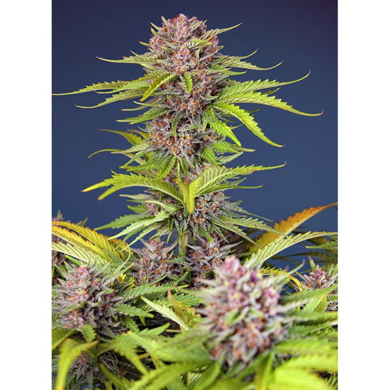 Sweet Seeds Mimosa Bruce Banner XL Auto 3+1 Unidades