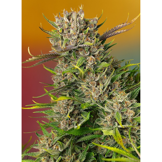 Sweet Seeds Papaya Zoap Auto 3+1 Unidades